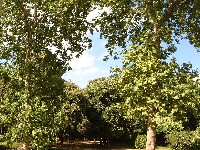 DSCF0809 