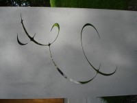 DSC00294 